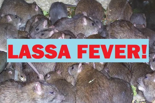 Lassa Fever kills 4 in Nasarawa; govt shuts general hospital